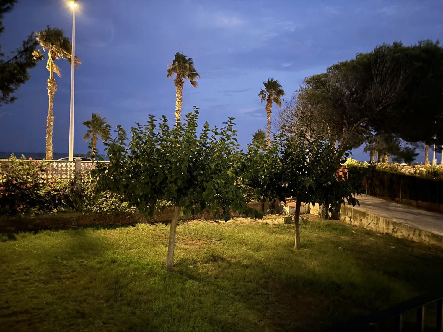 El jardín al anochecer, con las palmeras y el mar detrás.
