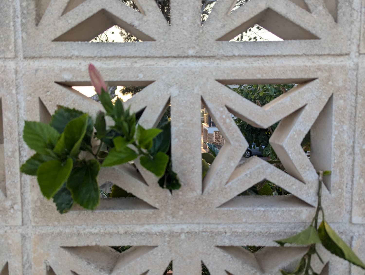 Celosía de estrellas con un capullo de hibisco.