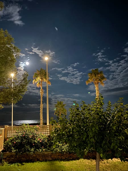 Palmeras y luna al anochecer