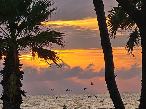 Atardecer con palmeras y aves marinas