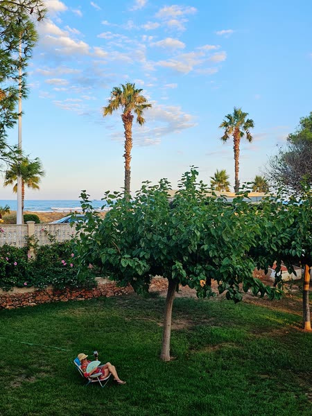 Jardín y palmeras a última hora