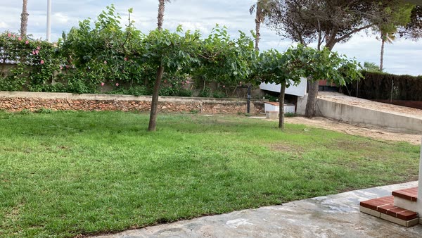 Césped y seto del jardín tras la lluvia
