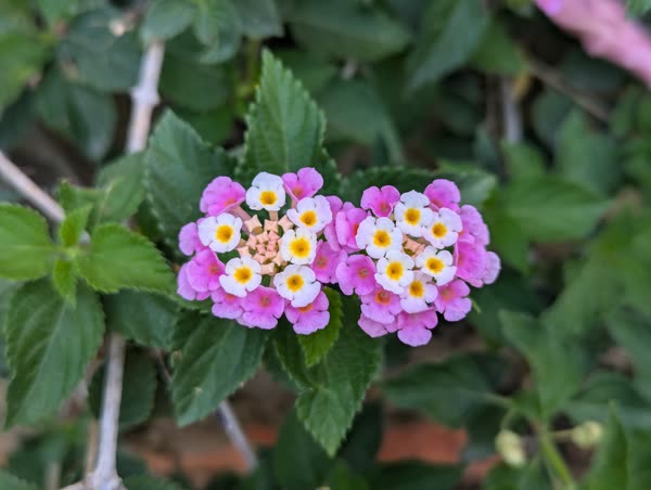 Lantana en flor entre el follaje