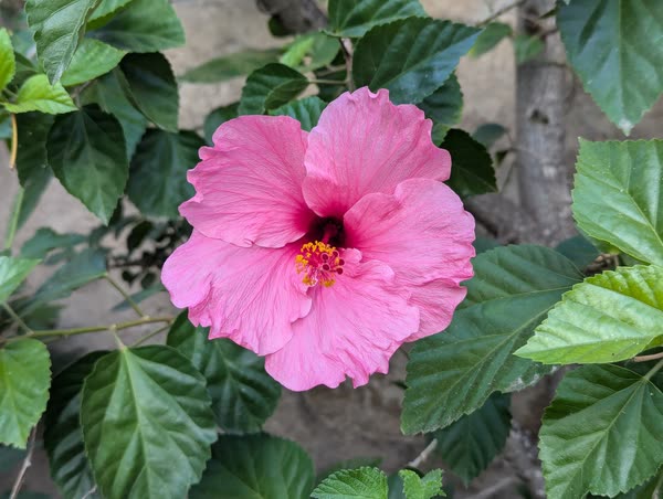 Flor de hibisco abierta