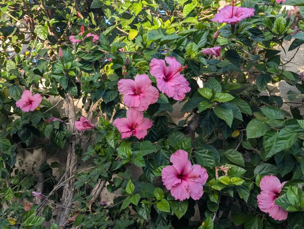 Seto de hibiscos en plena floración