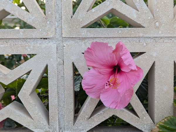 Hibisco asomado por la celosía