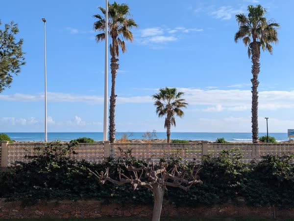 Palmeras del paseo sobre el muro de celosía