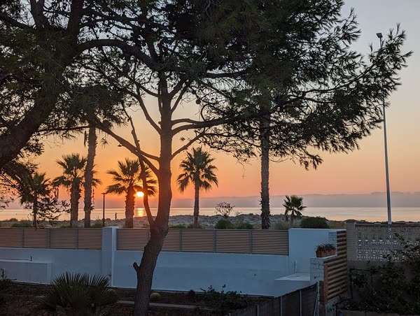 Amanecer entre pinos y palmeras