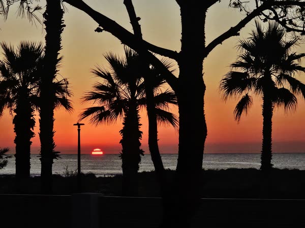 Palmeras recortadas contra el sol