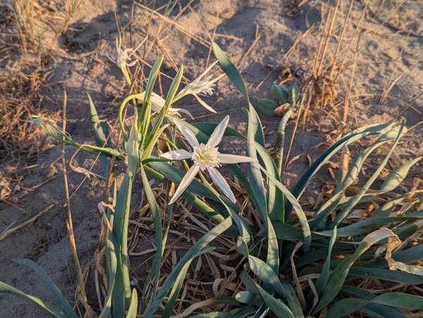 Nardo marino en flor en la duna
