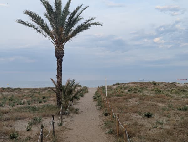 Palmera y camino de la duna