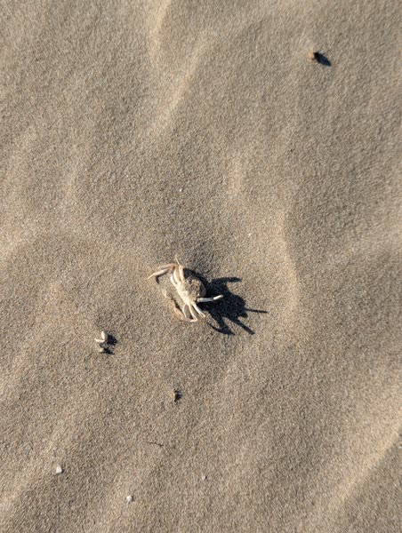Cangrejo en la arena de la orilla
